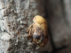Clastoptera achatina