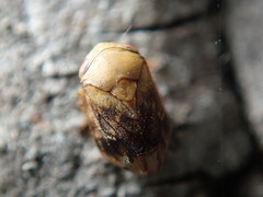Clastoptera achatina