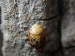Clastoptera achatina