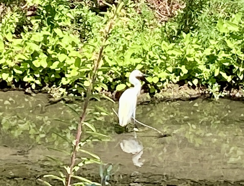 iNaturalist observation photo of Snowy Egret
