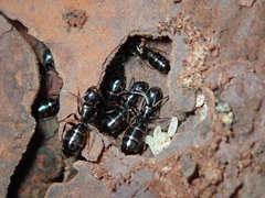 Camponotus caryae