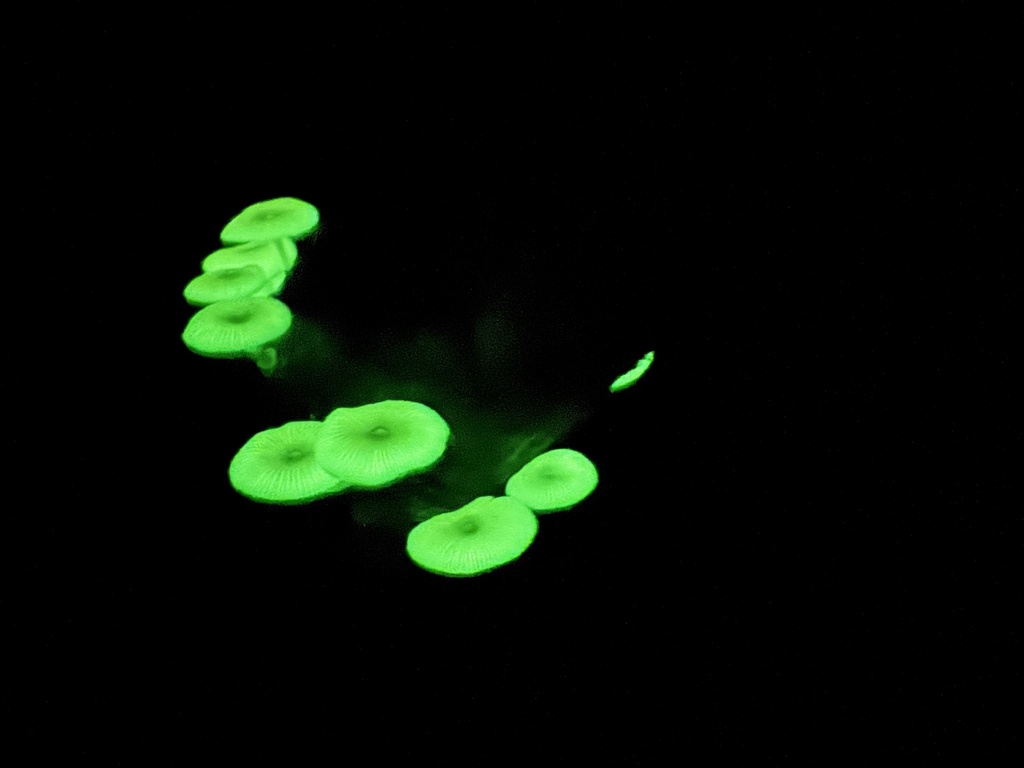 Mycena chlorophos · August 2025 · photo: © minhsuan (iNaturalist, cc-by)