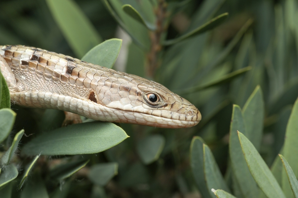 San Diego Alligator Lizard