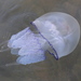 Barrel Jellies - Photo (c) Vitaliy Khustochka, some rights reserved (CC BY-NC)