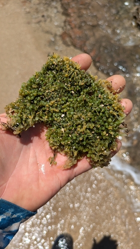 Caulerpa racemosa observed 2025-08-06