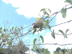 Gonolobus grandiflorus