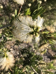 Melaleuca flavovirens