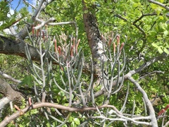 Psittacanthus sonorae