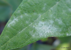 Podosphaera fuliginea