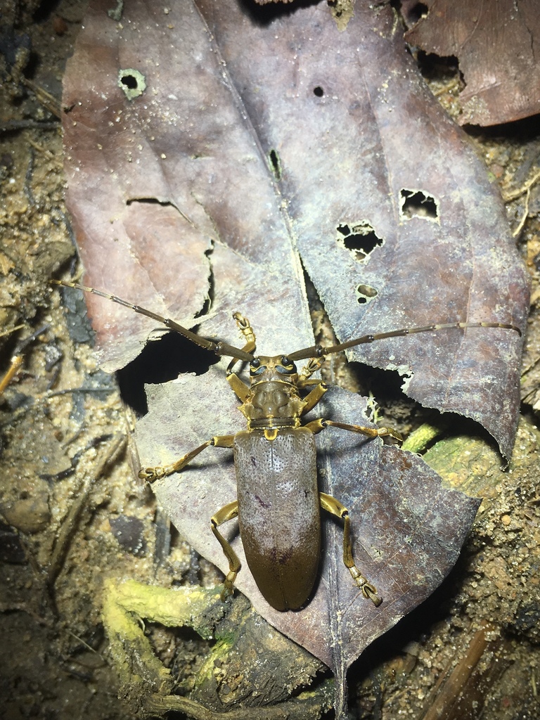 Monochamus olivaceus