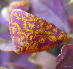 Puccinia oxalidis