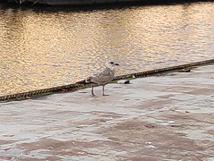 Larus argentatus