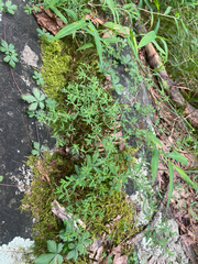 Paronychia fastigiata, photograph (c) Chase Mathey, some rights reserved (CC BY)