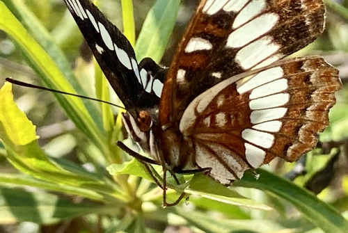 iNaturalist observation photo of Lorquin's Admiral
