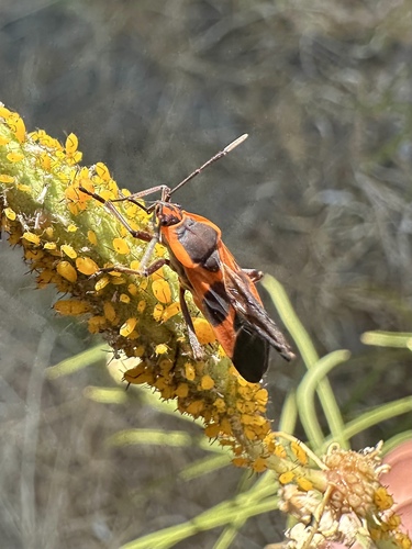 Oleander aphid