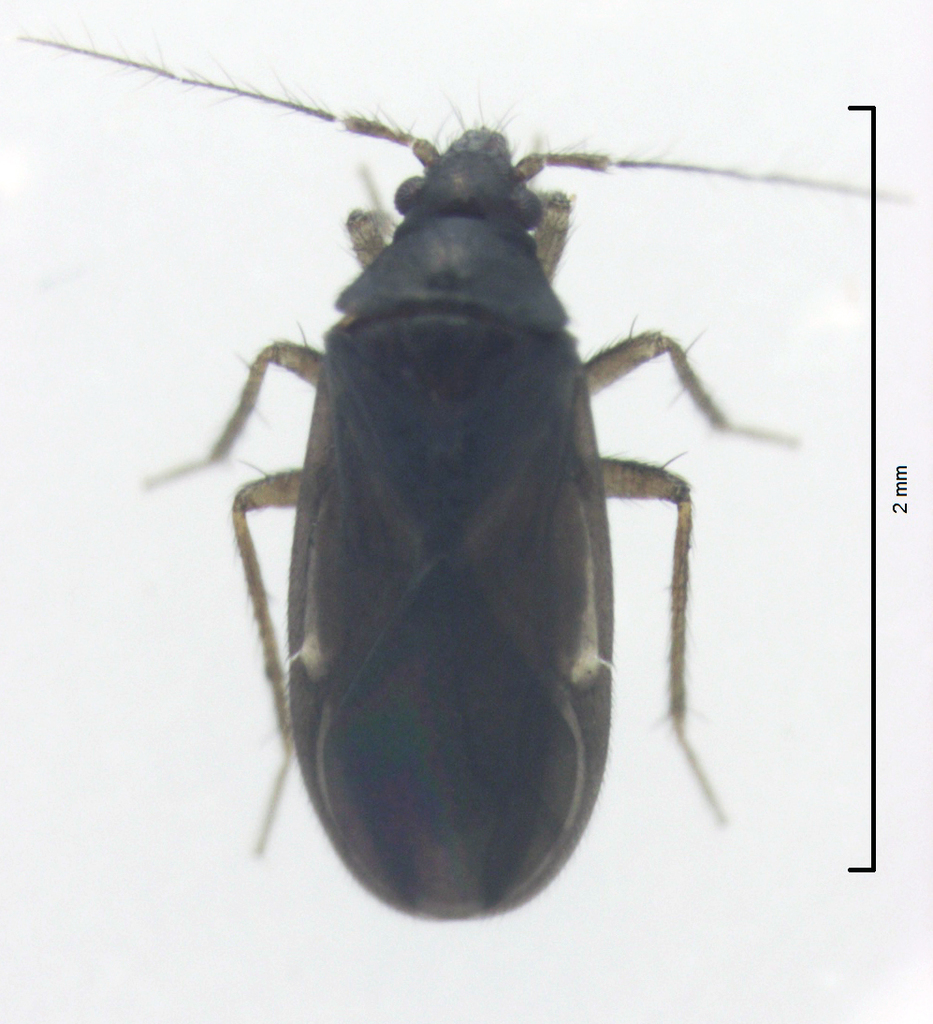 Dipsocoroidea