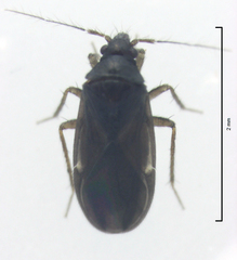 Ceratocombus aotearoae