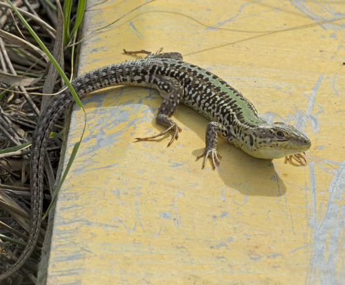 Balkan Wall Lizard, photo 8 of 9