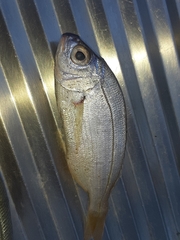 Pagellus