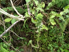 Echeveria chapalensis