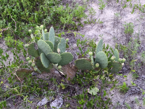 Opuntia tunoidea