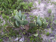 Opuntia tunoidea