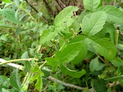 Passiflora bryonioides