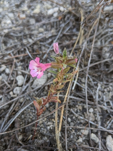 Layne's monkeyflower (Diplacus layneae)