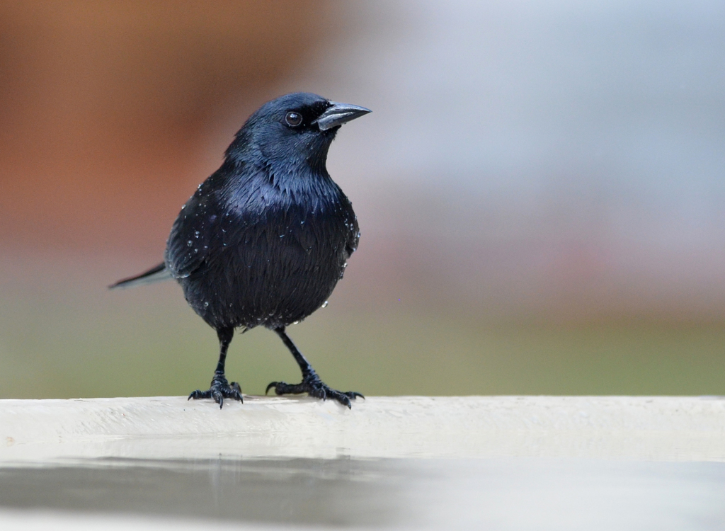 Cuban Blackbird photo