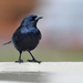 Cuban Blackbird - Photo (c) Ekaterina Chernetsova (Papchinskaya), some rights reserved (CC BY)