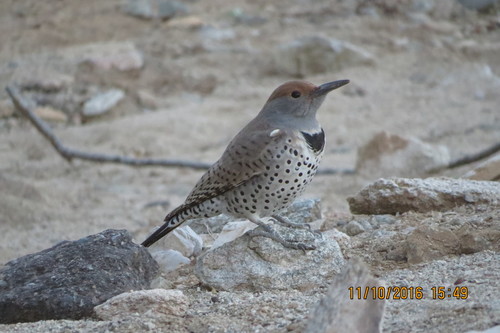 Colaptes chrysoides