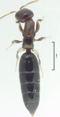 Sclerodermus niveifemur