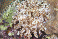 Cladiella