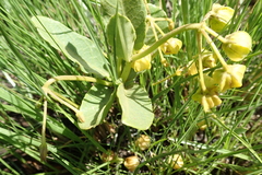 Asclepias fulva