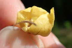 Asclepias fulva