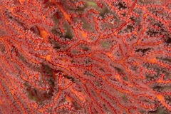 Melithaea