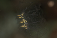 Cyclosalpa bakeri