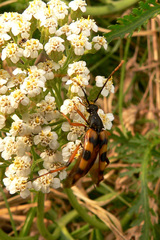 Strangalia attenuata