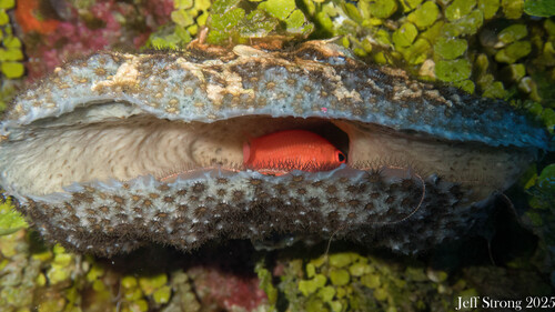 Cardinal soldierfish (Plectrypops retrospinis) — Holocentridae