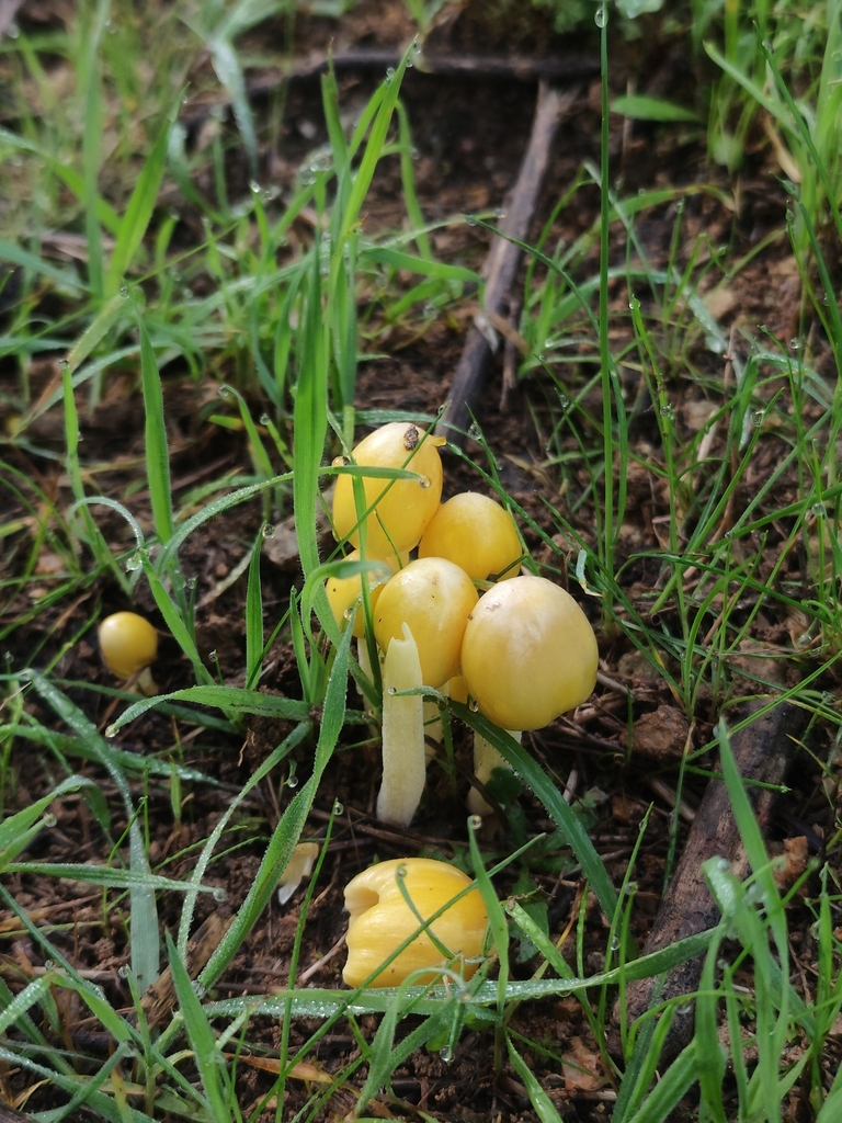 Bolbitius titubans · August 2025 · photo: © nicolas_joak (iNaturalist, cc0)