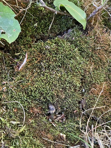 Sciuro-hypnum plumosum observed 2025-08-06