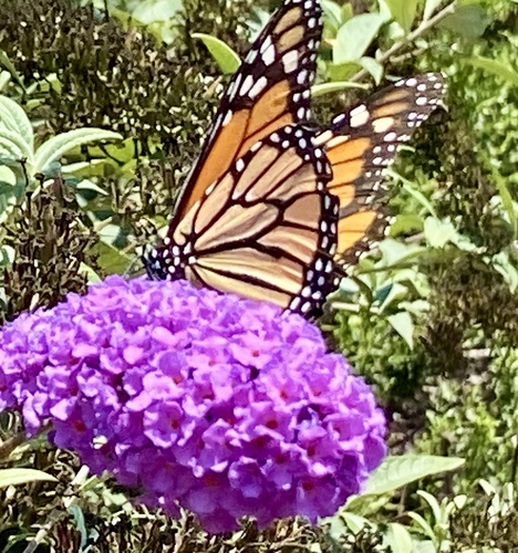 iNaturalist observation photo of Monarch