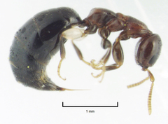 Sclerodermus niveifemur