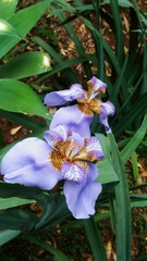 Trimezia coerulea