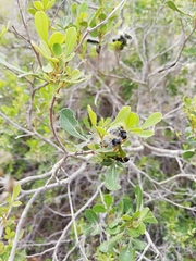 Bombycomorpha bifascia
