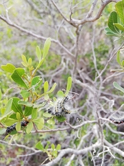 Bombycomorpha bifascia