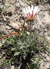 Arctotis pinnatifida