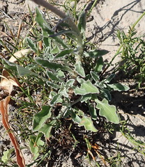 Arctotis pinnatifida