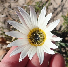 Arctotis pinnatifida