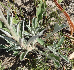 Arctotis pinnatifida